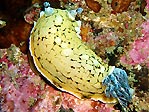 Nudibranch