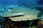 Nice table coral, Acropora sp.