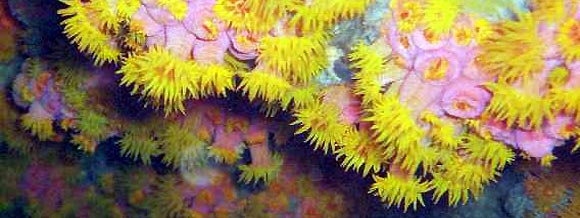 Yellow zoanthids