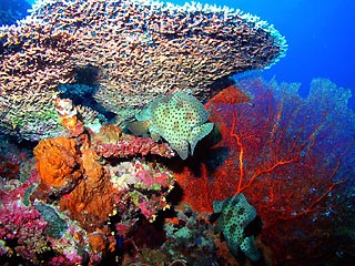 Reef Scene