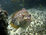 Crimson Banded Wrasse