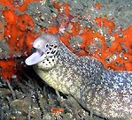 Undulate Moray Eel