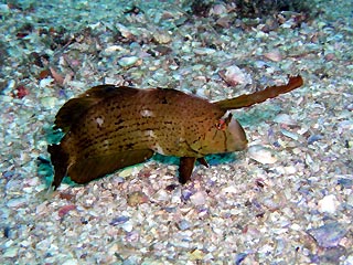 Leaf Wrasse