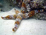 Starfish