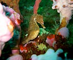 Seahorse Garden