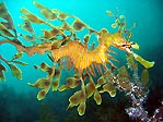 Leafy Seadragon