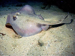 Common Stingaree