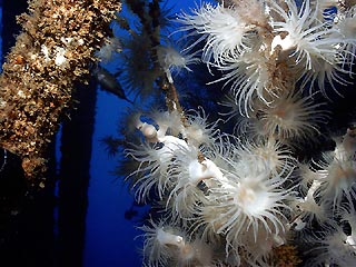 White Jewel Anemones