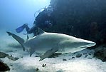 Man's Best Friend - Grey Nurse Shark