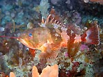 Red Gurnard Perch eating a crayfish