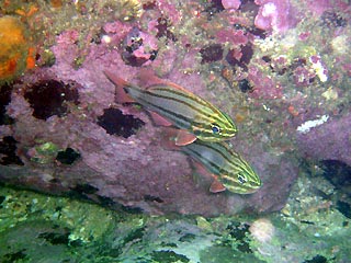 Cardinalfish