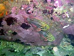 Cardinalfish