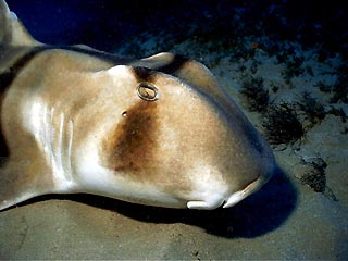 Port Jackson Shark