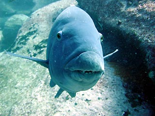 Eastern Blue Groper