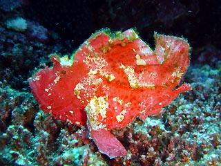 Pink Leaf Scorpionfish