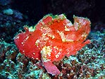 Pink Leaf Scorpionfish