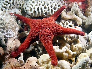 Red Sea Star II