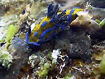 Nudibranch at Flinders Pier