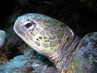 Green Turtle