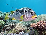 Diagonal-striped Sweetlips