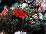 Spine-cheek Anemonefish