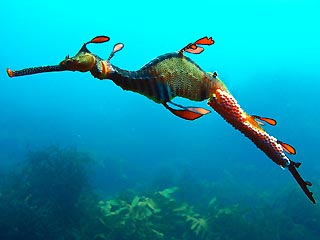 Male Weedy Seadragon, with eggs.