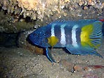 Eastern Blue Devil