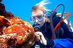 Pin Cushion Sea Star