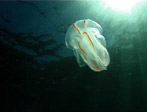 Comb Jellyfish