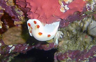 Nudibranchs at Jervis Bay