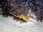 Weedy Seadragon