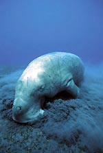 Thailand. The tracks dugongs leave.