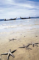 Thailand. Dugong's habitat.