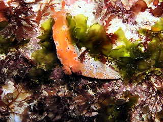 Ceratosoma brevicaudatum