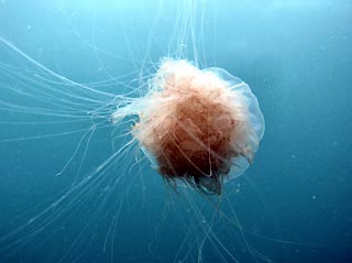 Jellyfish with Trailing Tentacles