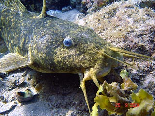 Large Catfish