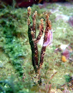 Nudibranch at Boat Harbour