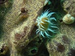 Anemone in the Tamar River