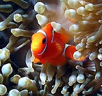 Spinecheek Anemonefish