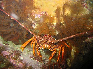 Crayfish