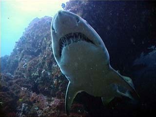 Grey Nurse Shark