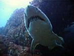 Grey Nurse Shark