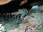 Painted Crayfish