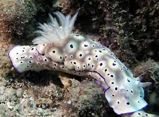 Nudibranch at Orpheus Island