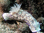 Nudibranch at Orpheus Island