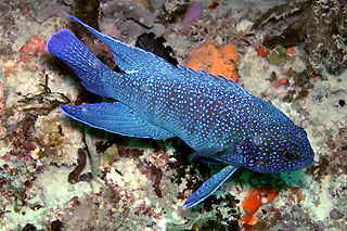 Western Blue Devil (Paraplesiops meleagris)