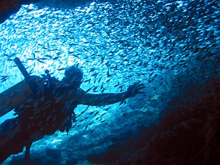 Diver enveloped by bait fish