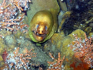 Mr Moray