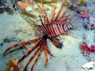 Common Lionfish