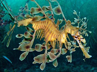 Leafy Seadragon at Rapid Bay Jetty